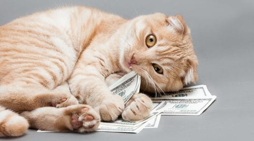 Cat with hundred dollar bills