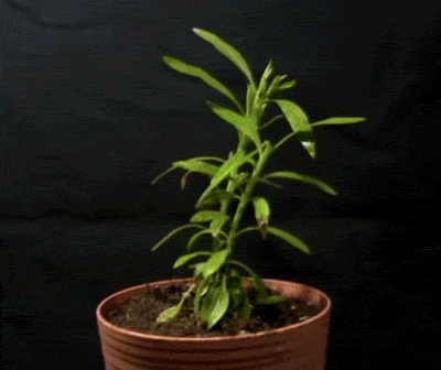 Animated gif of a plant dying