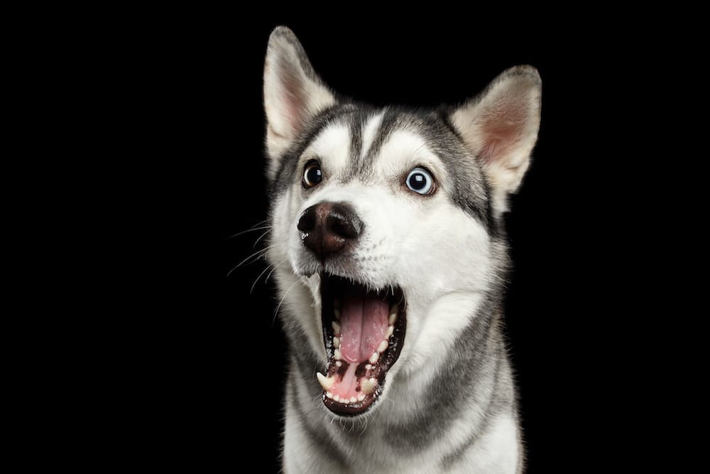 Photo of a surprised husky dog - mind blown!